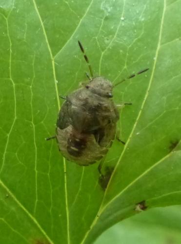 Réf. 325 557 : Peribalus strictus vernalis